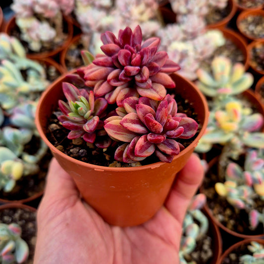 Echeveria "Rezry" variegada
