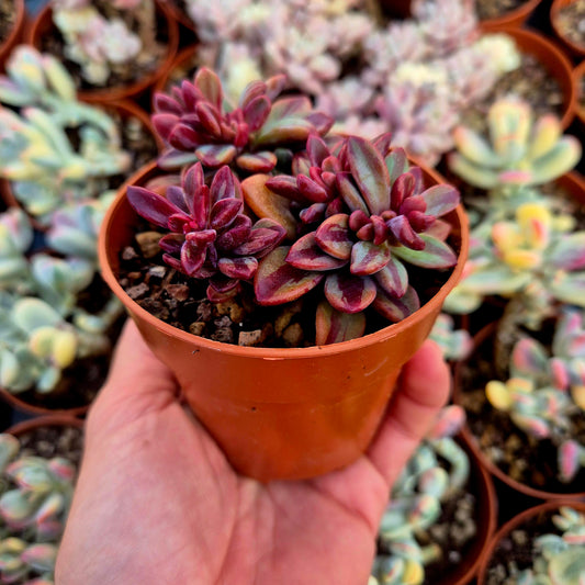 Echeveria "Rezry" variegada