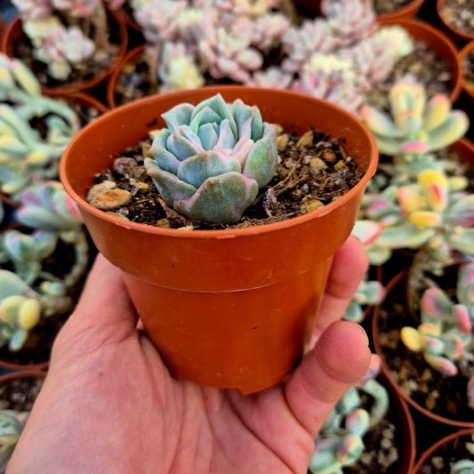 Graptoveria "Lovely Rose" variegada