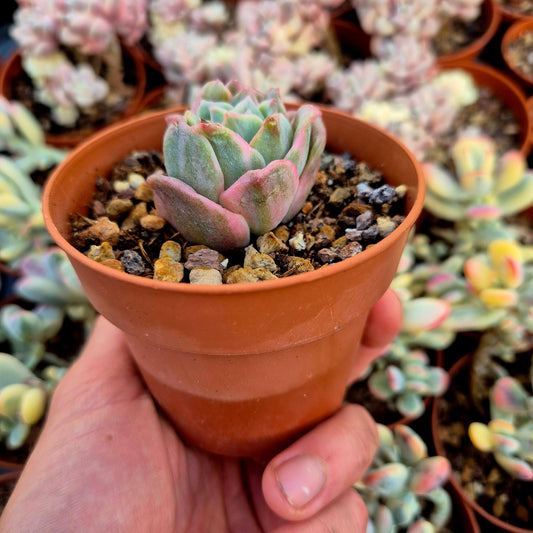 Graptoveria "Lovely Rose" variegada