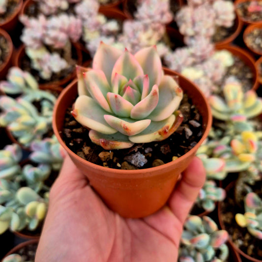 Echeveria "Carmela" variegada