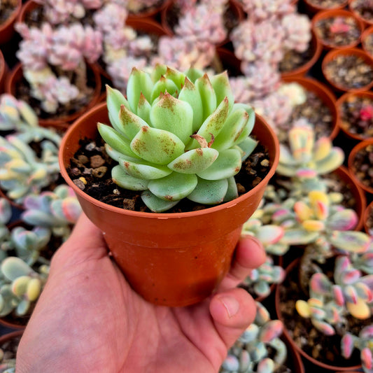 Echeveria "Black Rose" variegada