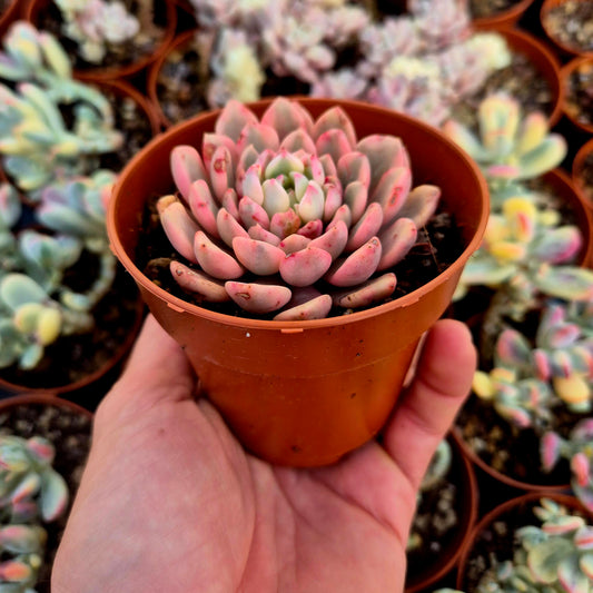 Sedeveria "Pink Ruby" variegada