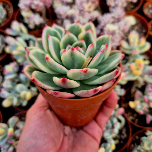 Echeveria "Blue" variegada