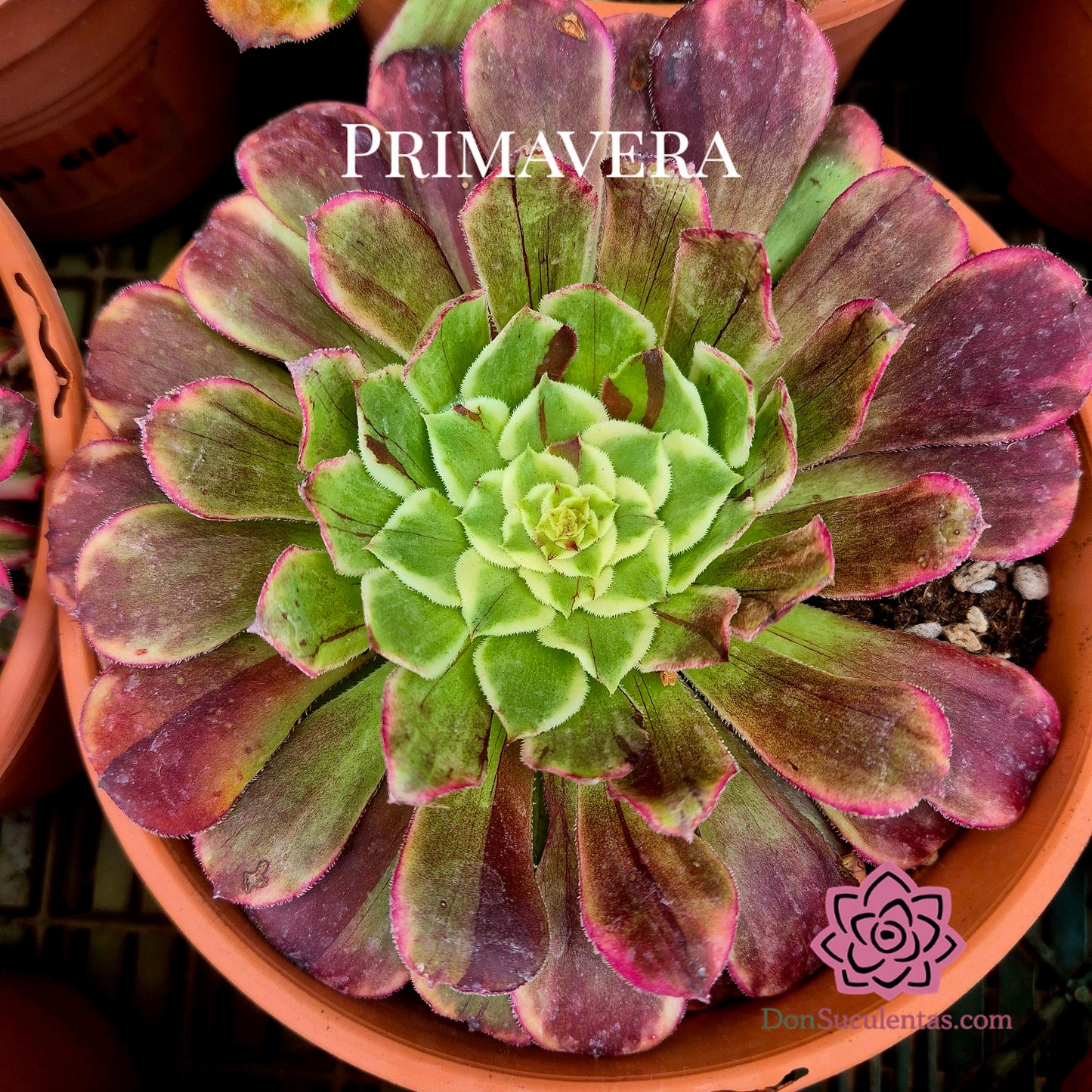 Aeonium "Ink Painting" variegado