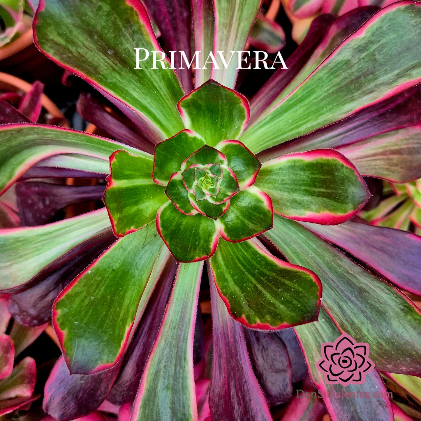Aeonium "Voodoo Purple Flame" variegado
