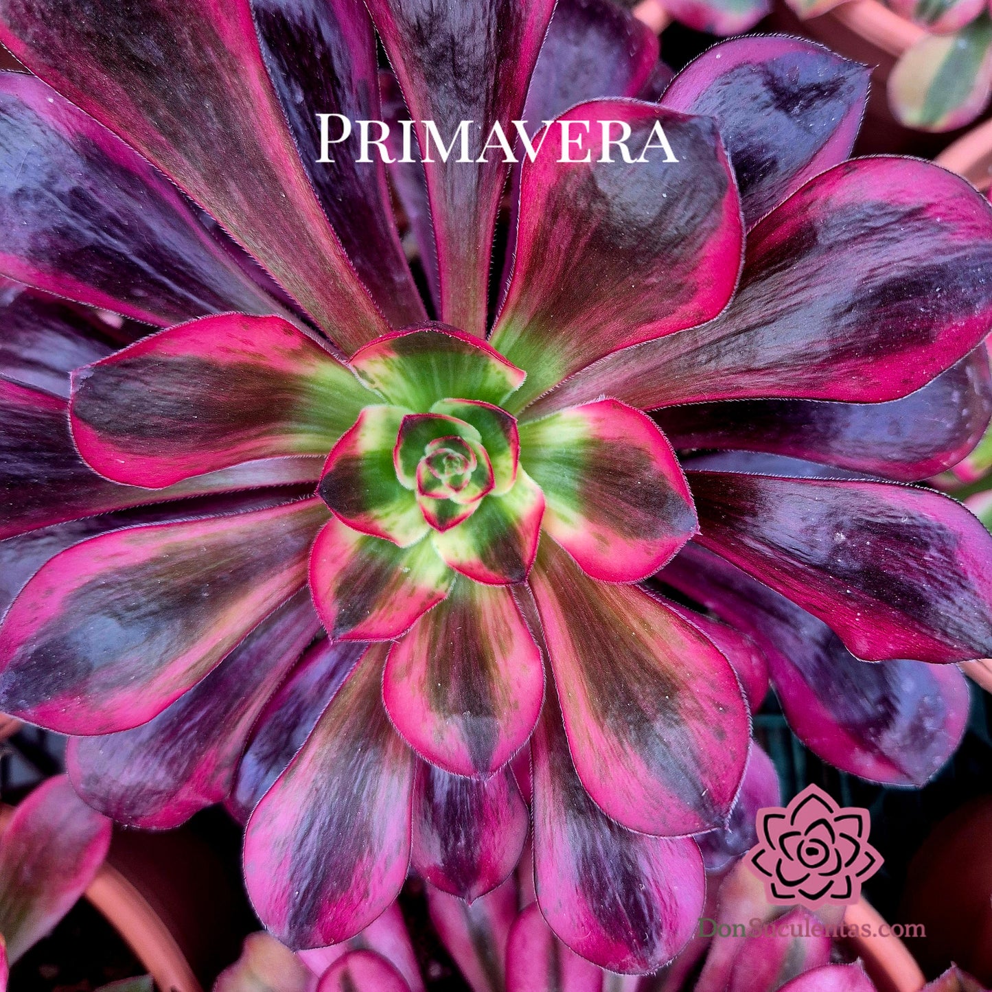 <tc>Aeonium "Voodoo White"</tc> variegado