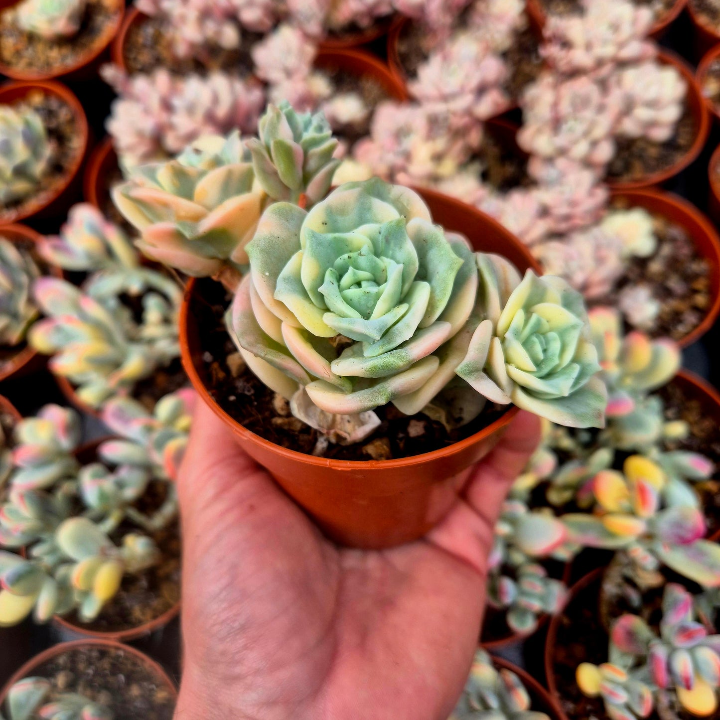 Graptoveria "Lovely Rose" variegada