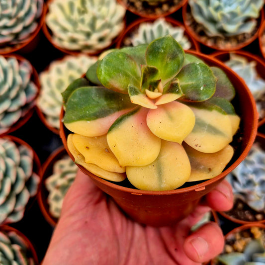 Echeveria "Zelstar" variegada