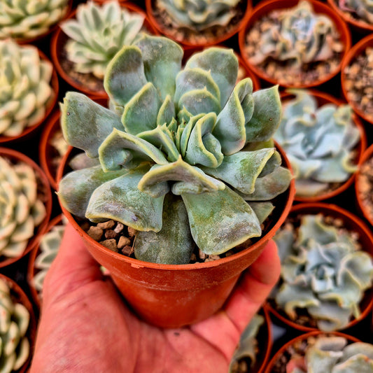 Echeveria "Yun Yao"