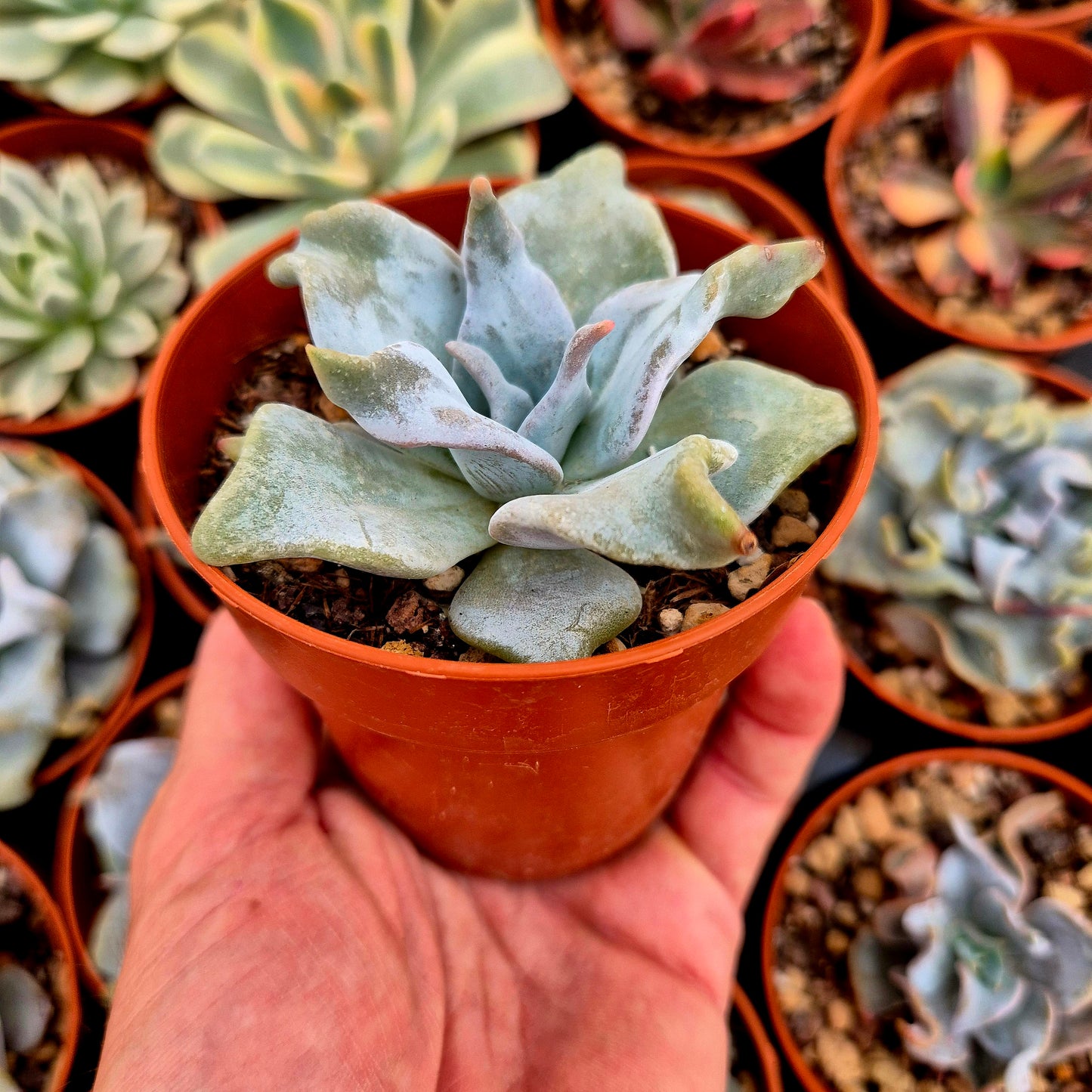 <tc>Echeveria "Queen Crown"</tc>