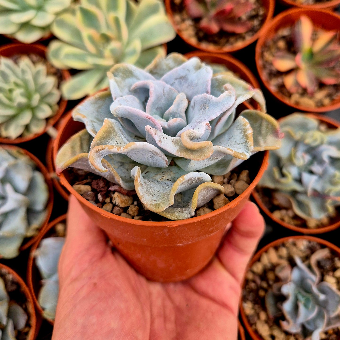<tc>Echeveria "Queen Crown"</tc>