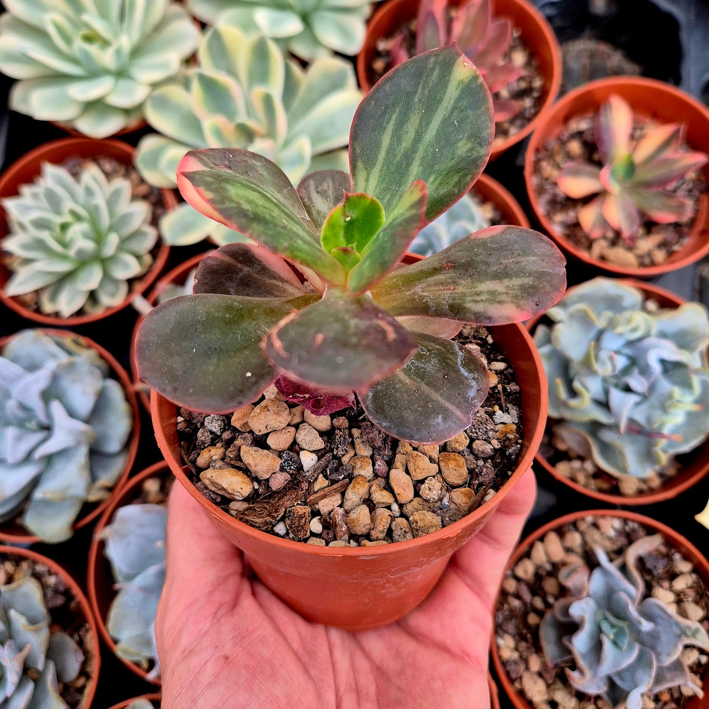 Echeveria "Prima Donna" <tc>panachée</tc>