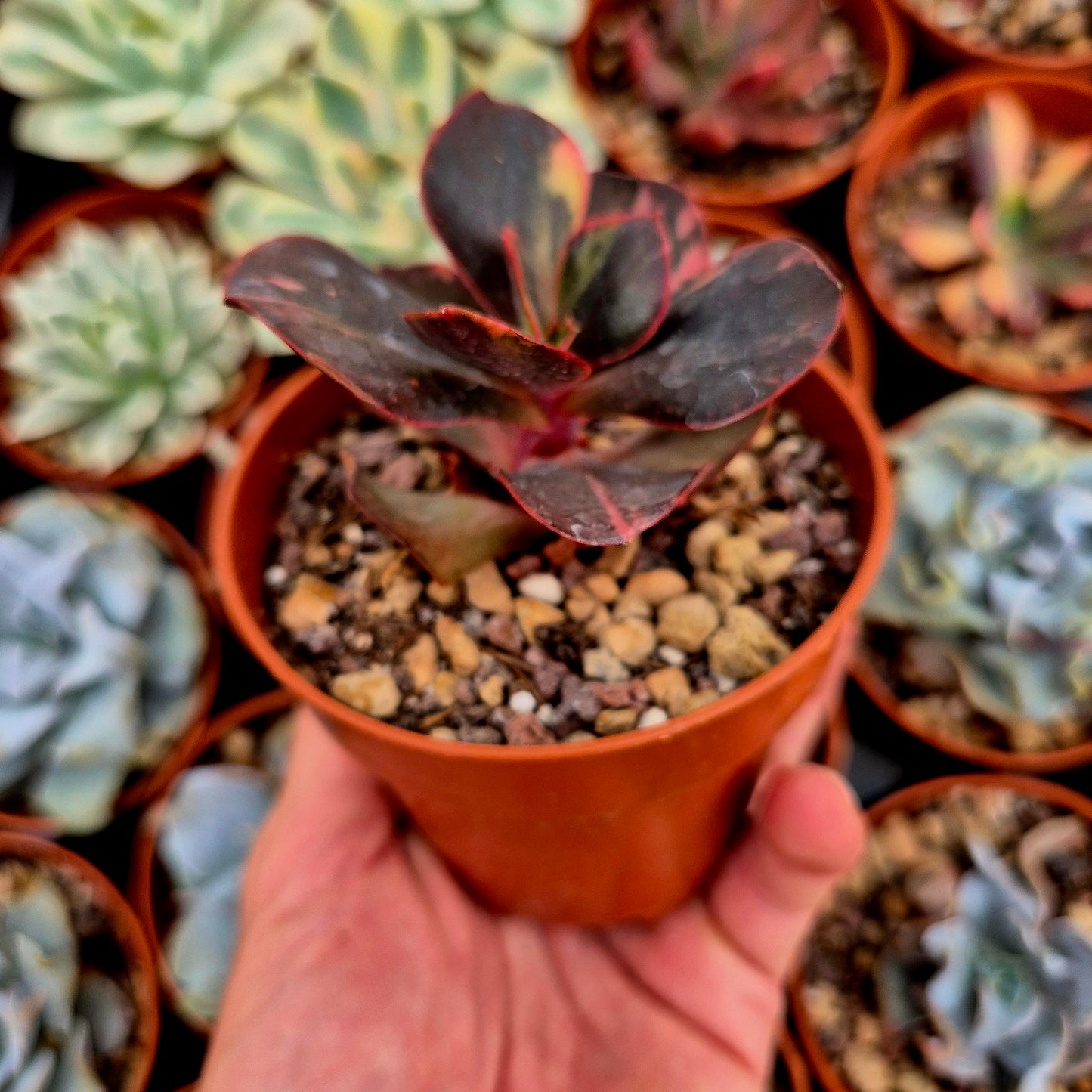 Echeveria "Prima Donna" panaschiert