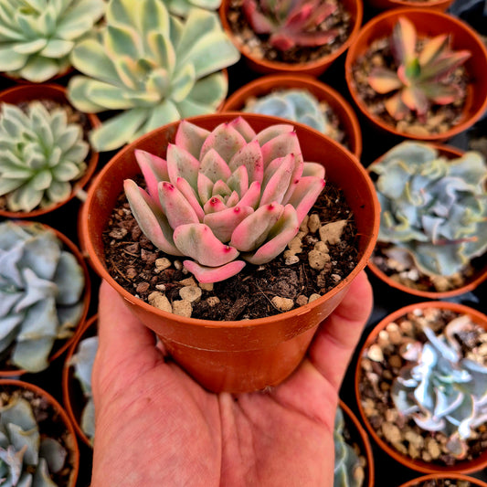 Echeveria "Ice Moon" variegada