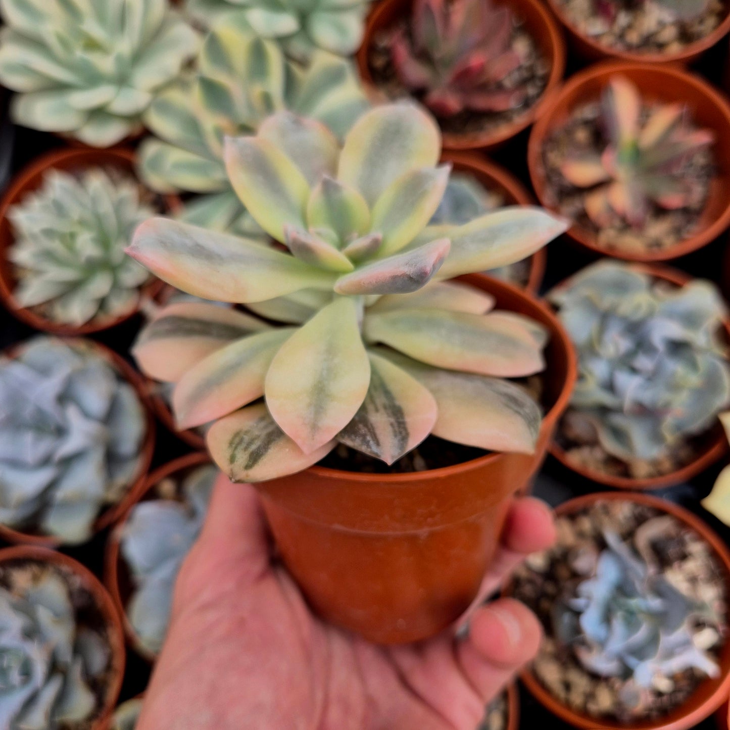 <tc>Graptopetalum "Superbum"</tc> panaschiert