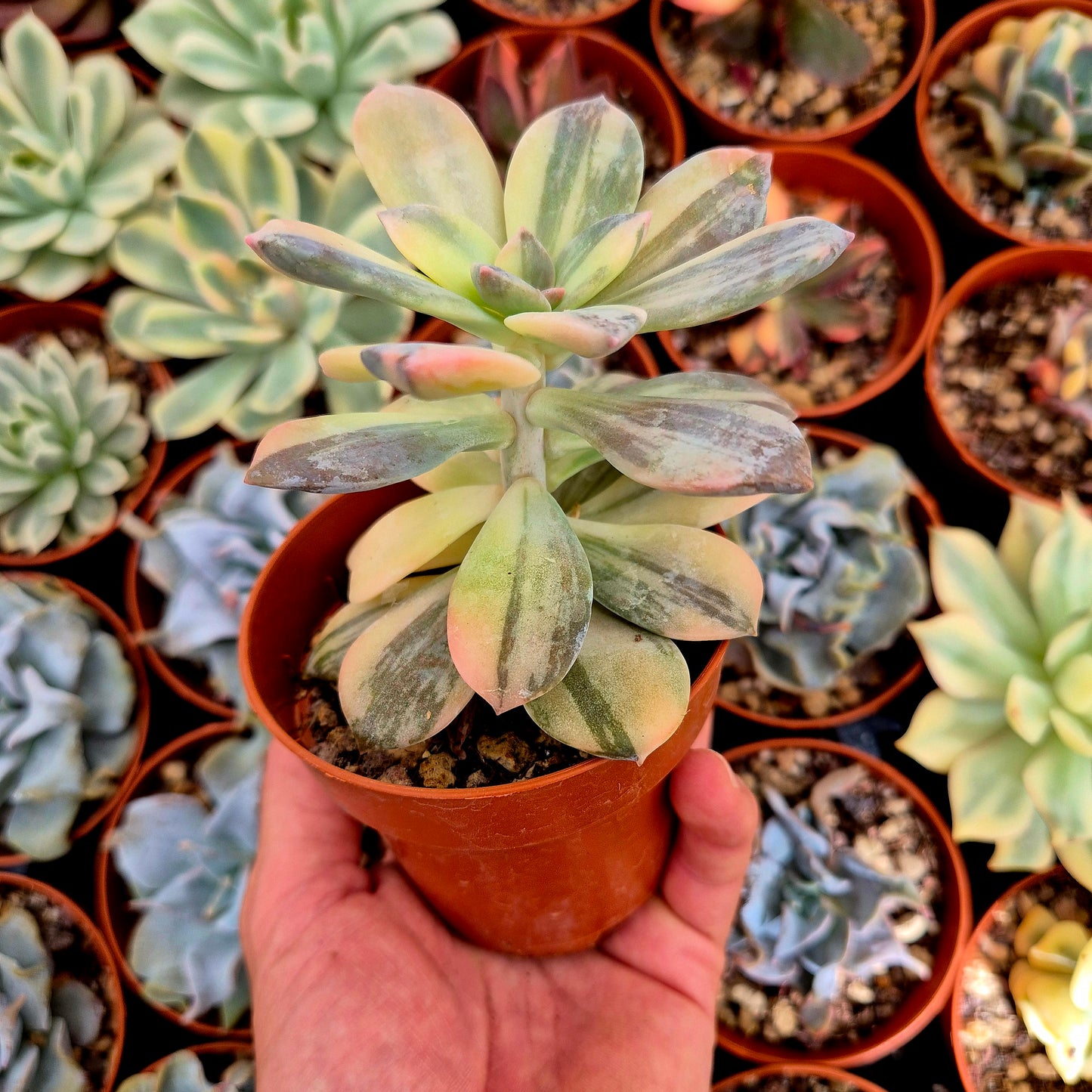 <tc>Graptopetalum "Superbum"</tc> variegated