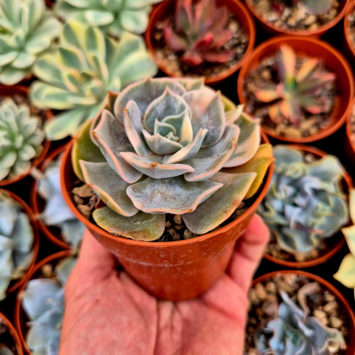 Echeveria "Pollux" <tc>panachée</tc>