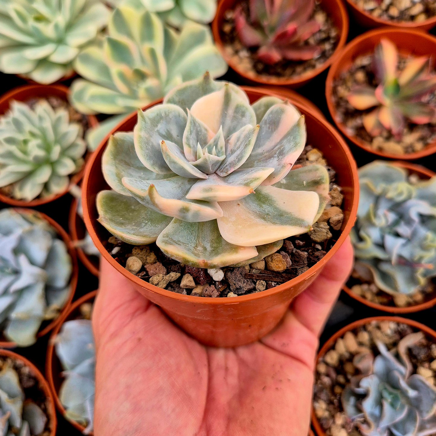 Echeveria "Pollux" variegated