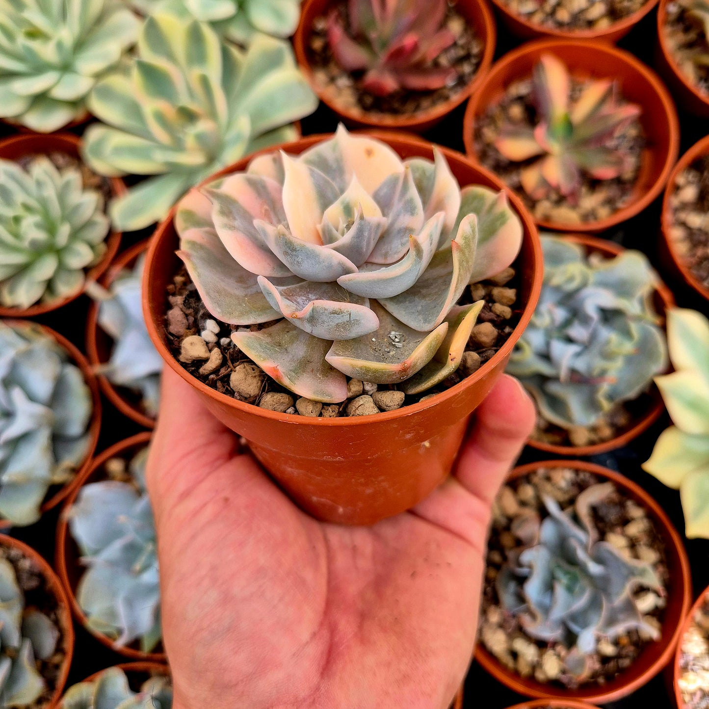 Echeveria "Pollux" variegated