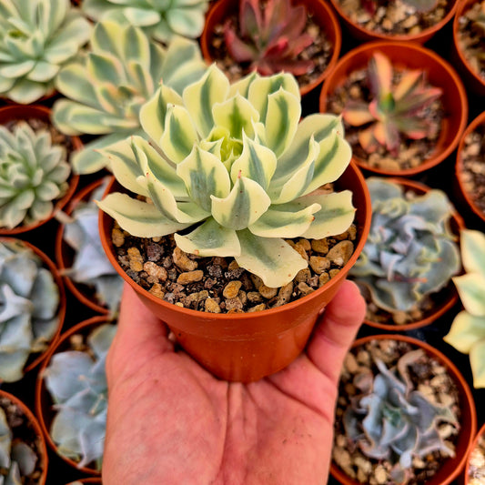 Echeveria "Tsunami" variegada