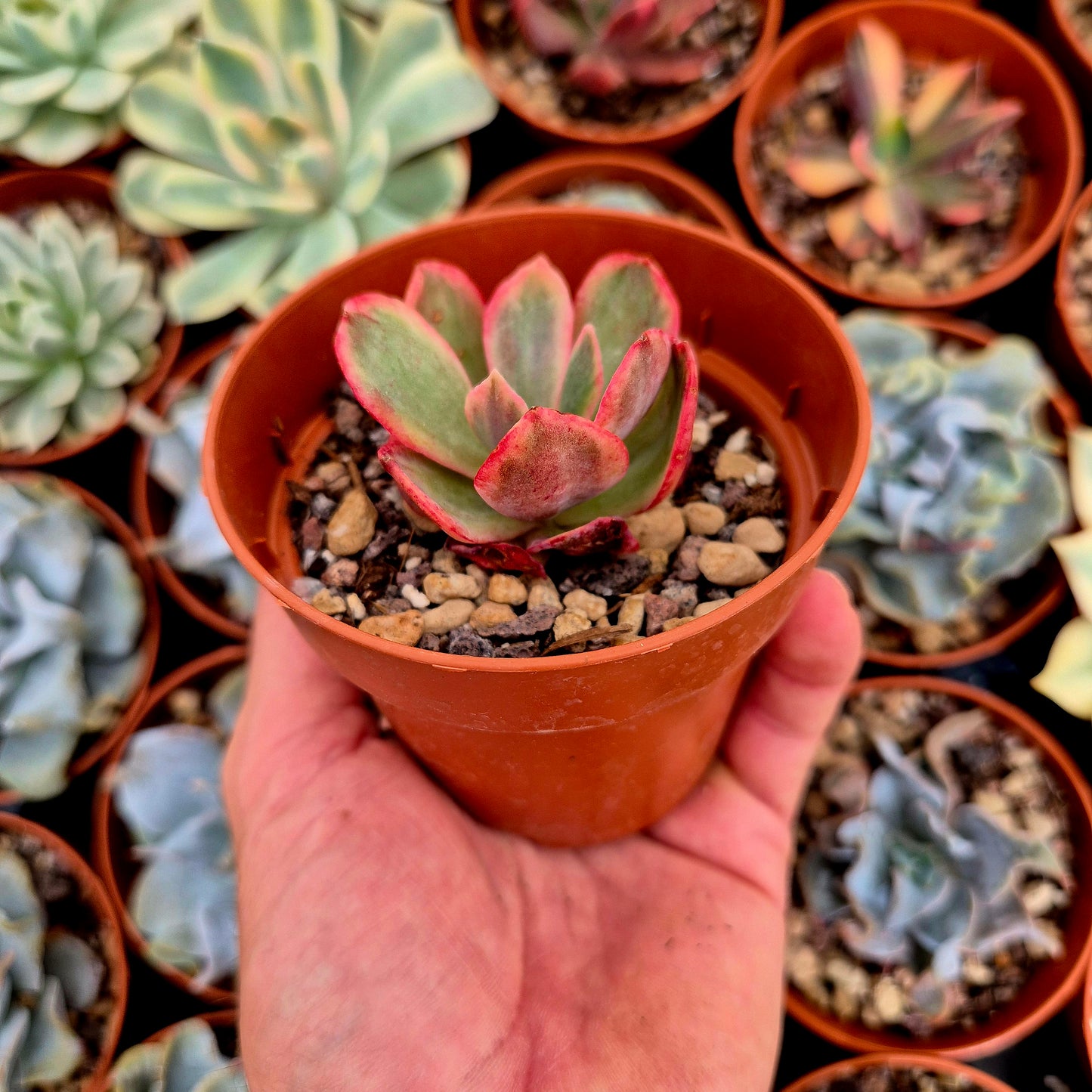Echeveria "Red Suyon" <tc>panachée</tc>