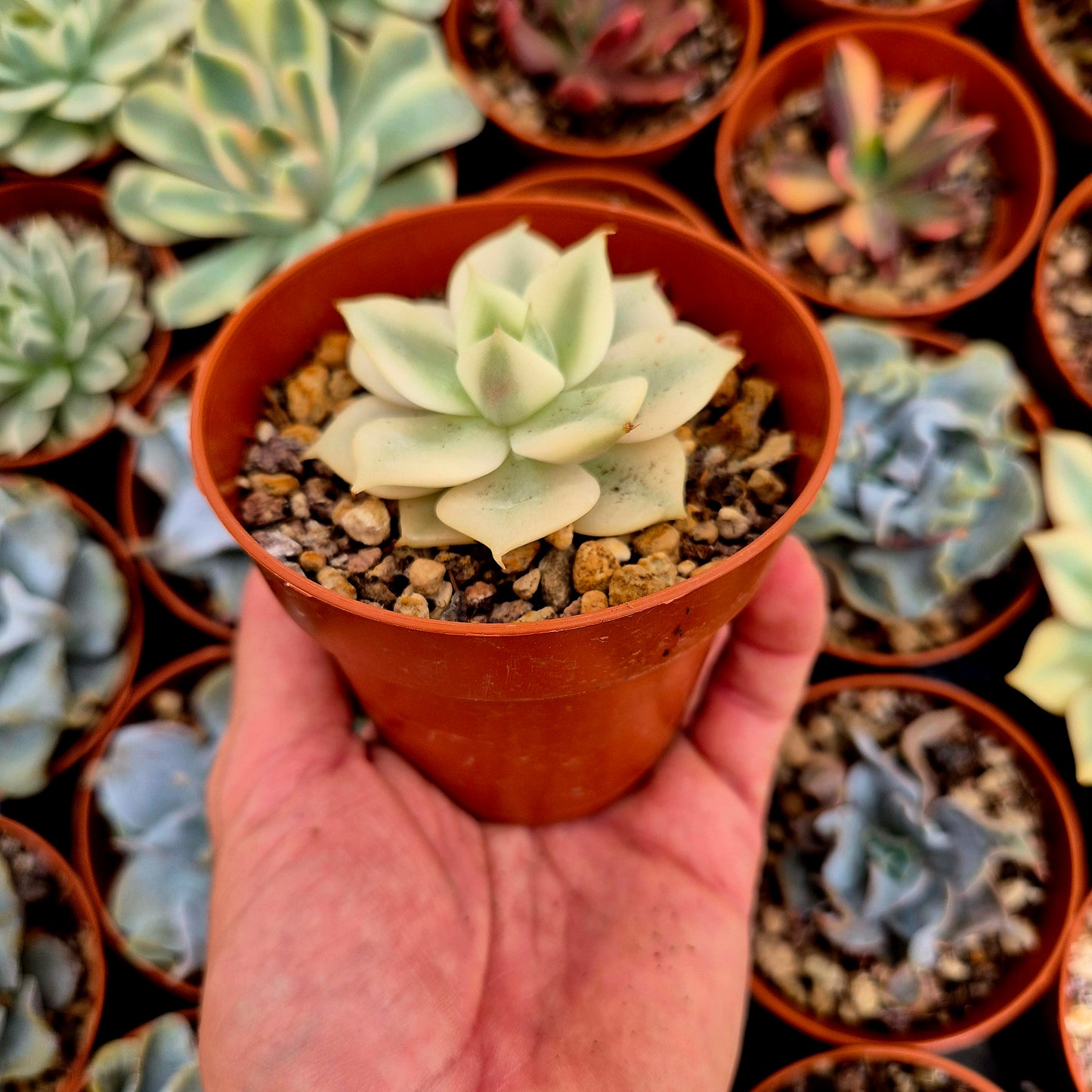 Echeveria "Lake Baikal" panaschiert