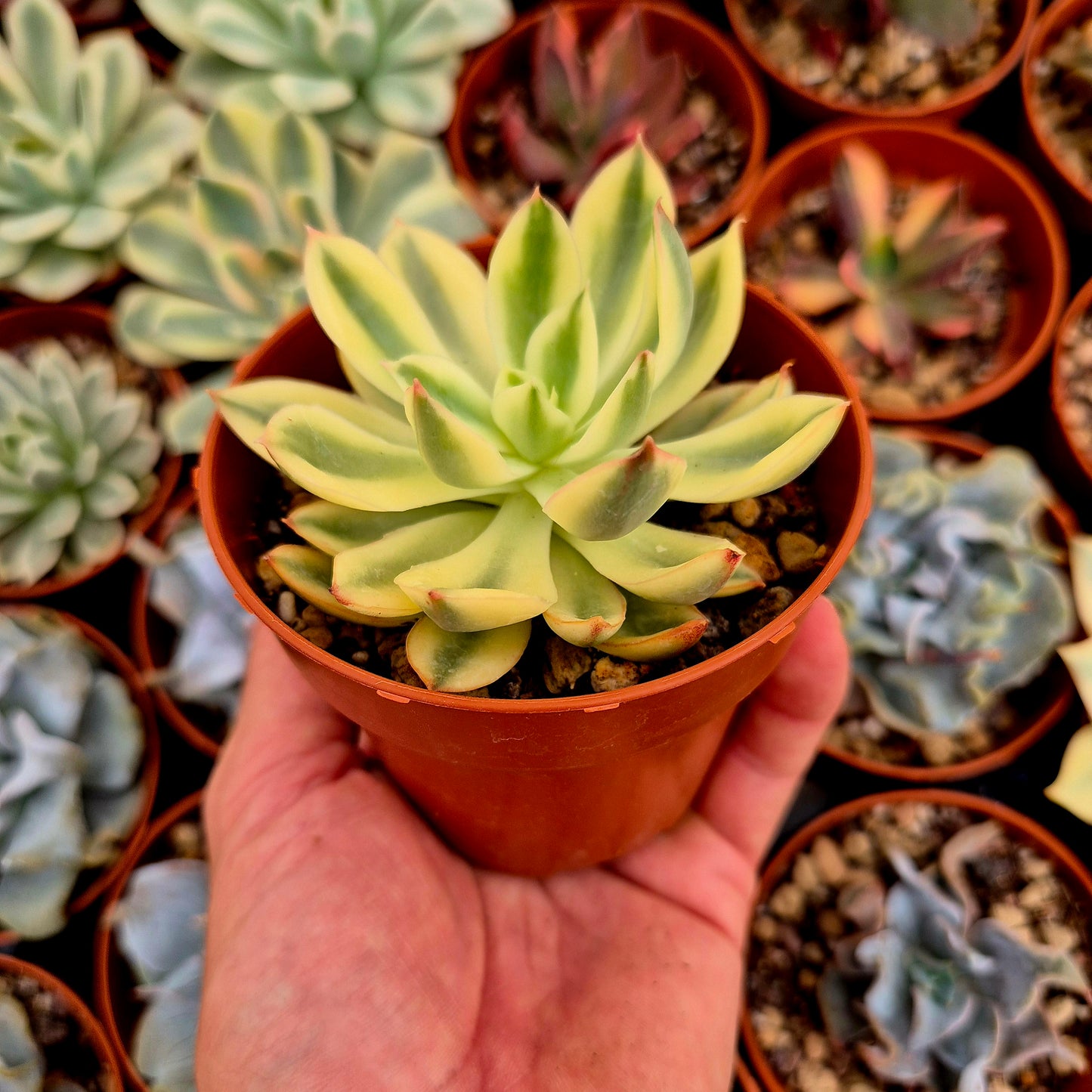 <tc>Echeveria "Red Edge"</tc> variegato