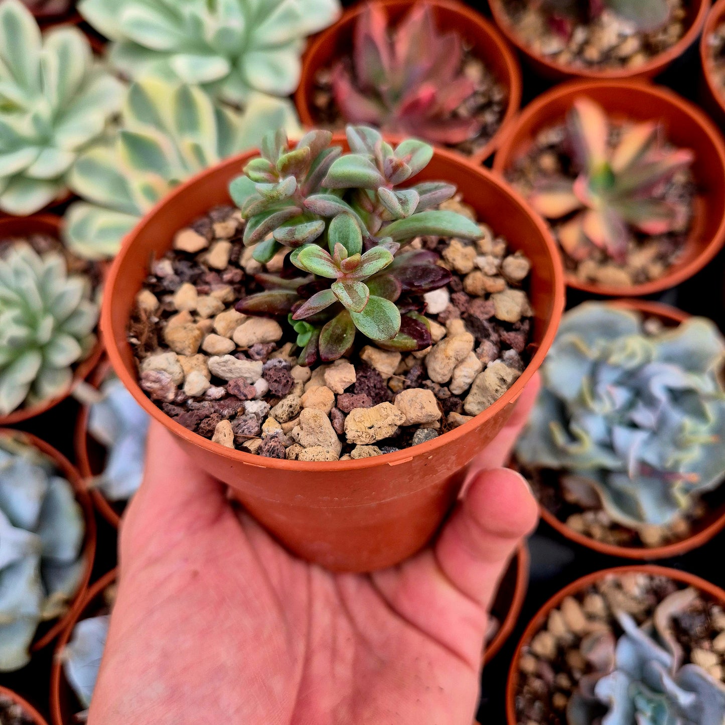 <tc>Echeveria "Rezry"</tc> panaschiert