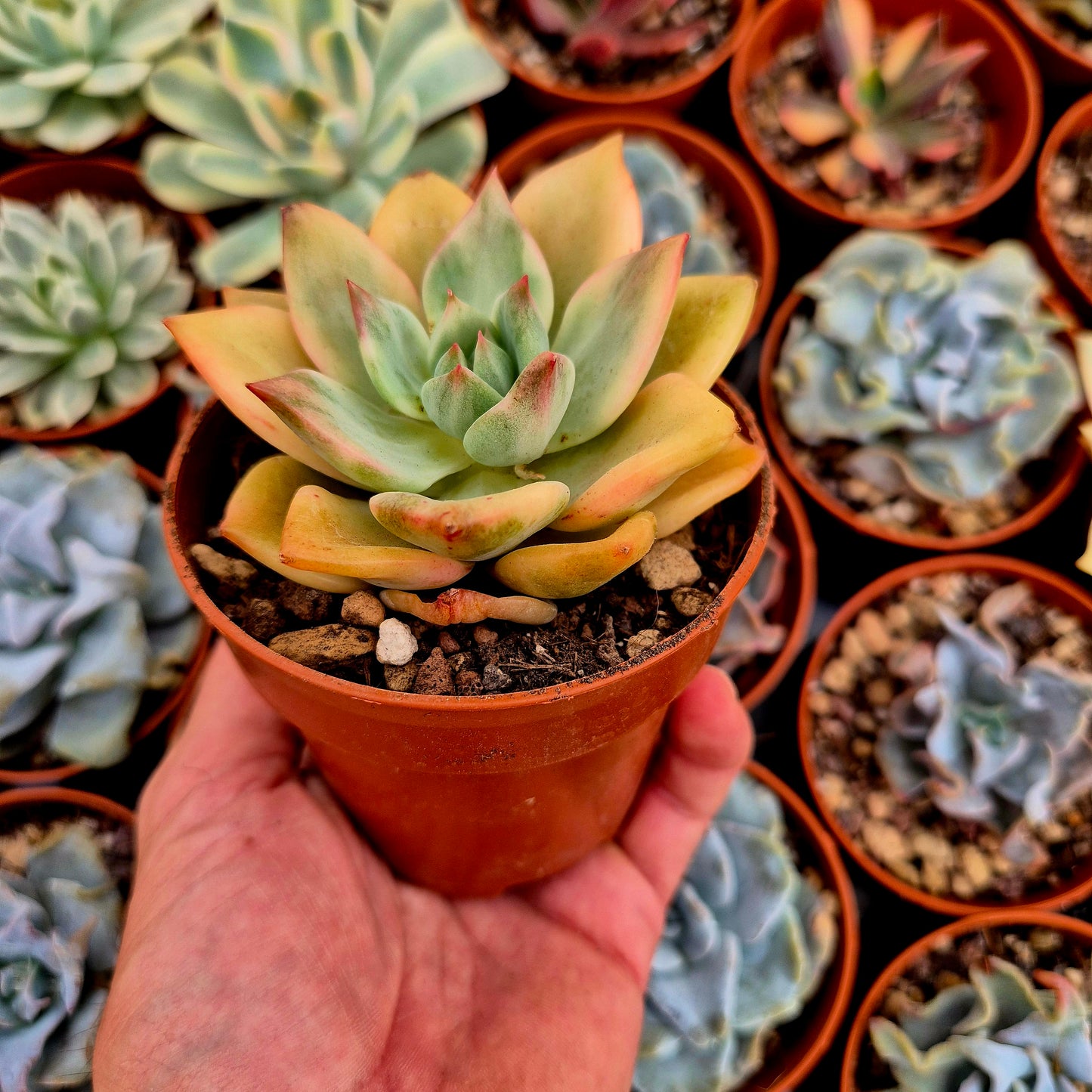 Echeveria "Kimera" panaschiert