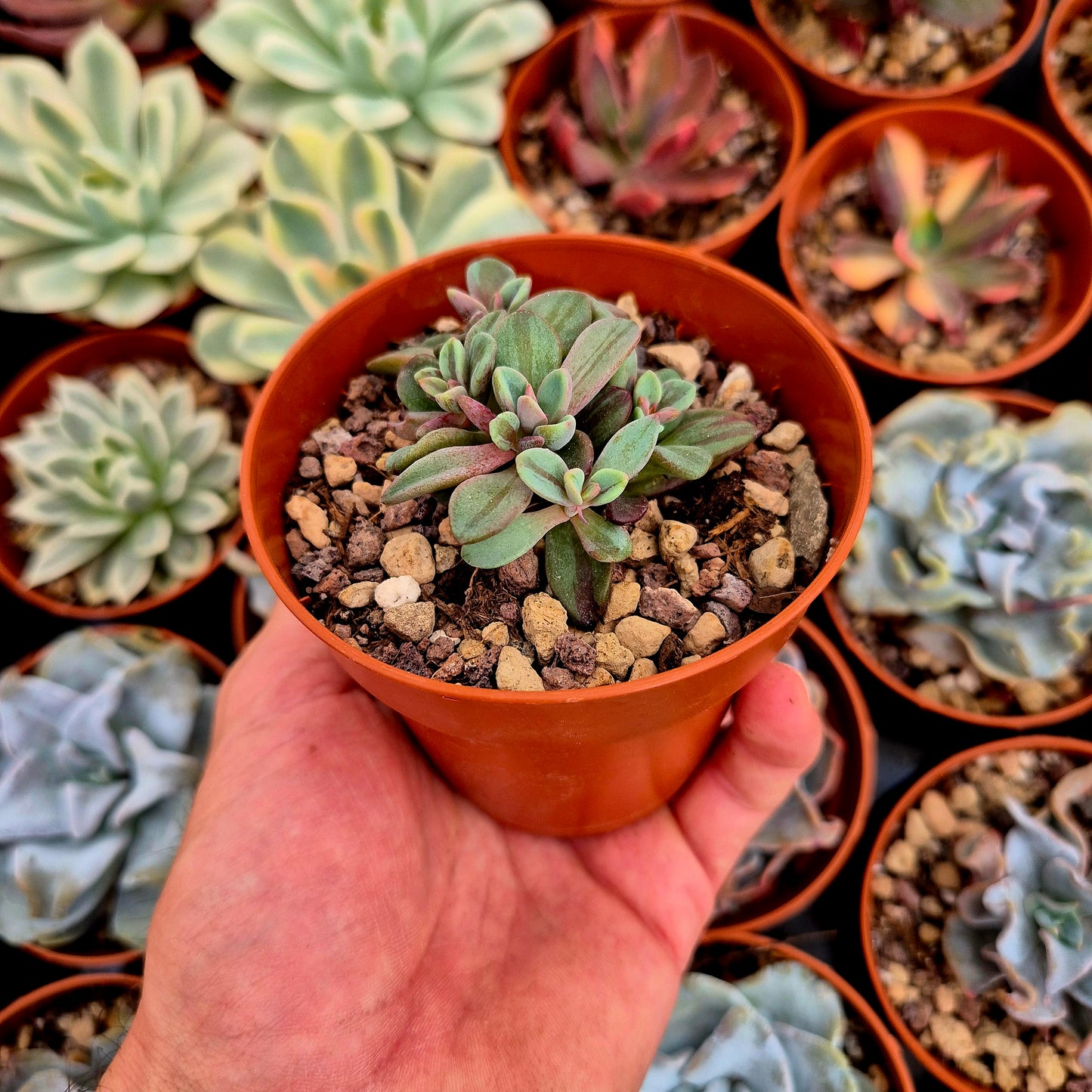Echeveria "Rezry" variegada