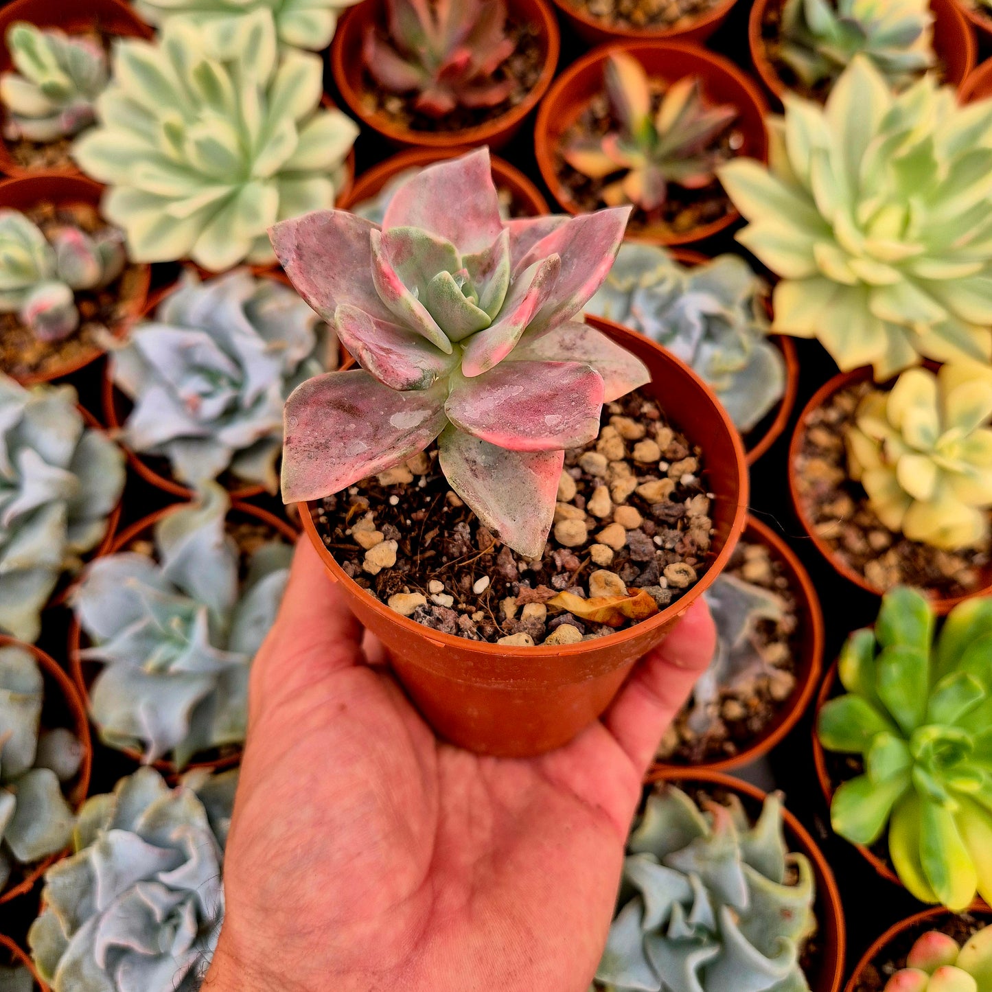Graptoveria "Albert Baynes" variegada