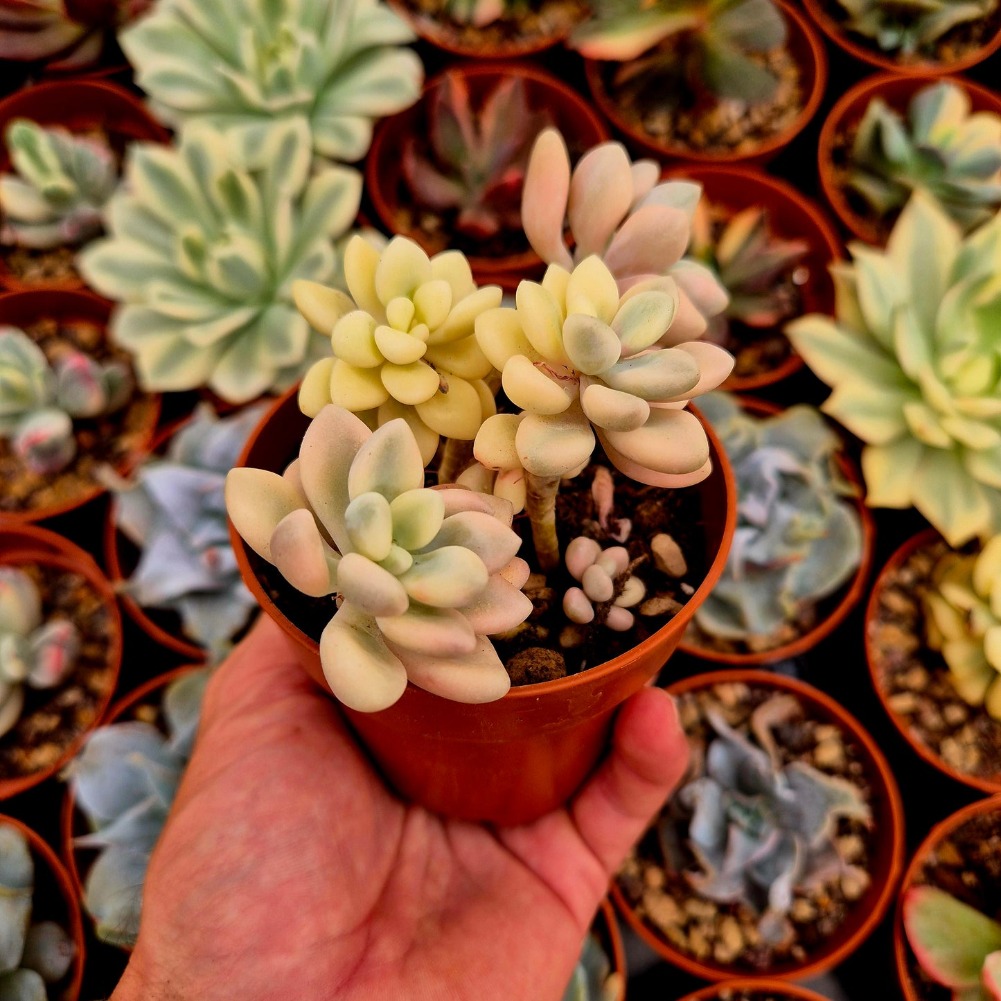 Graptosedum "Ellen" variegado