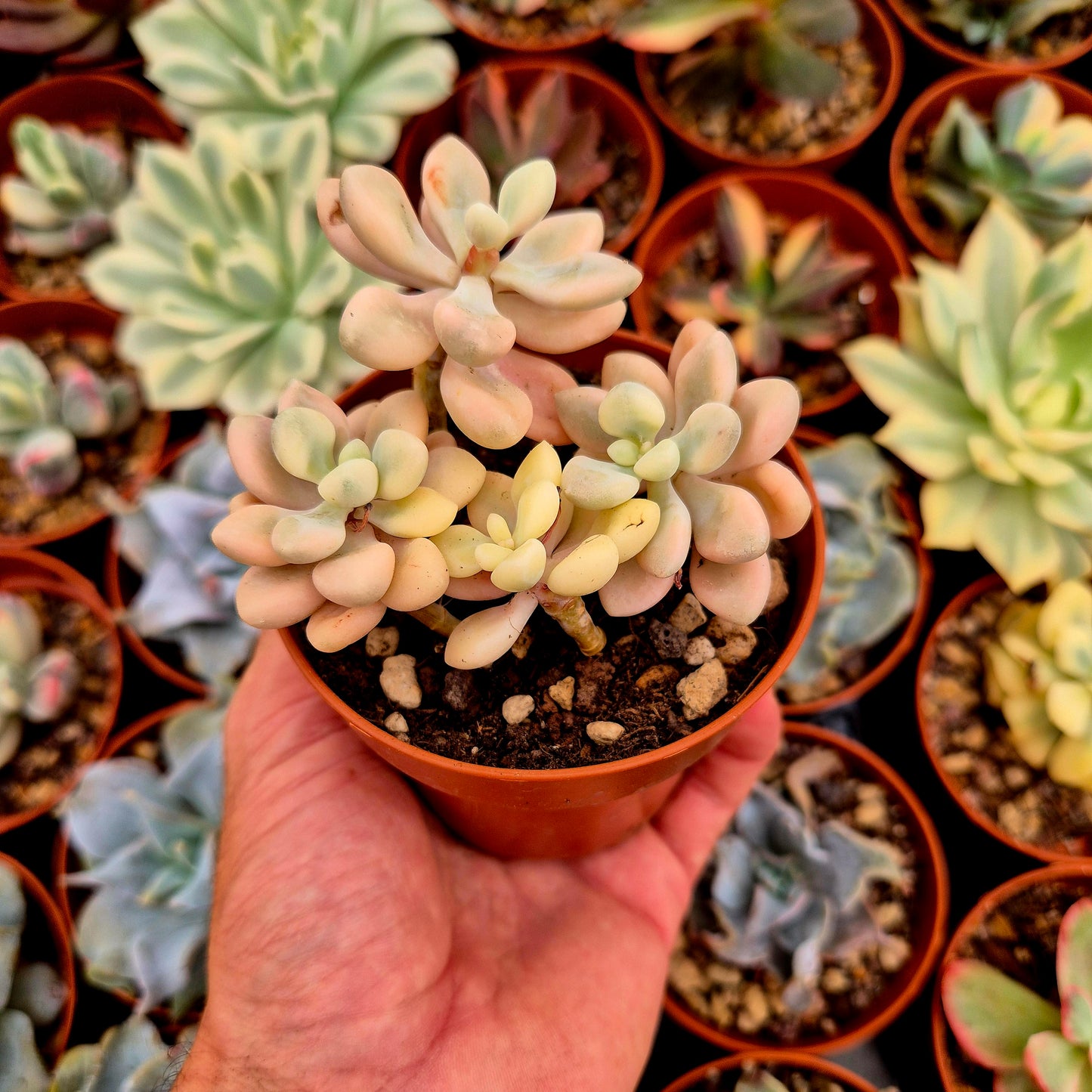 Graptosedum "Ellen" variegado