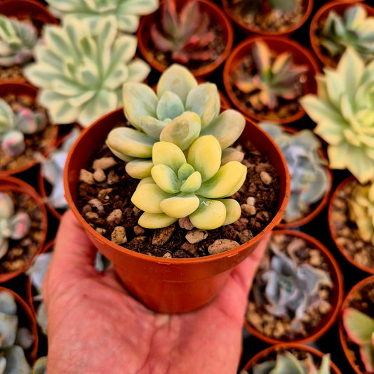Graptosedum "Luoshen" variegado