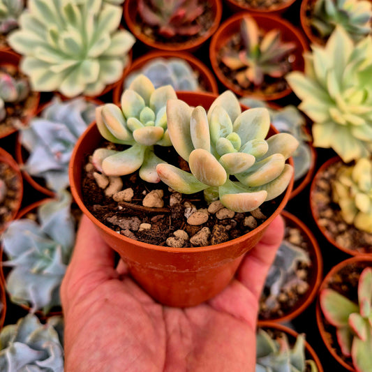 Graptosedum "Luoshen" variegado