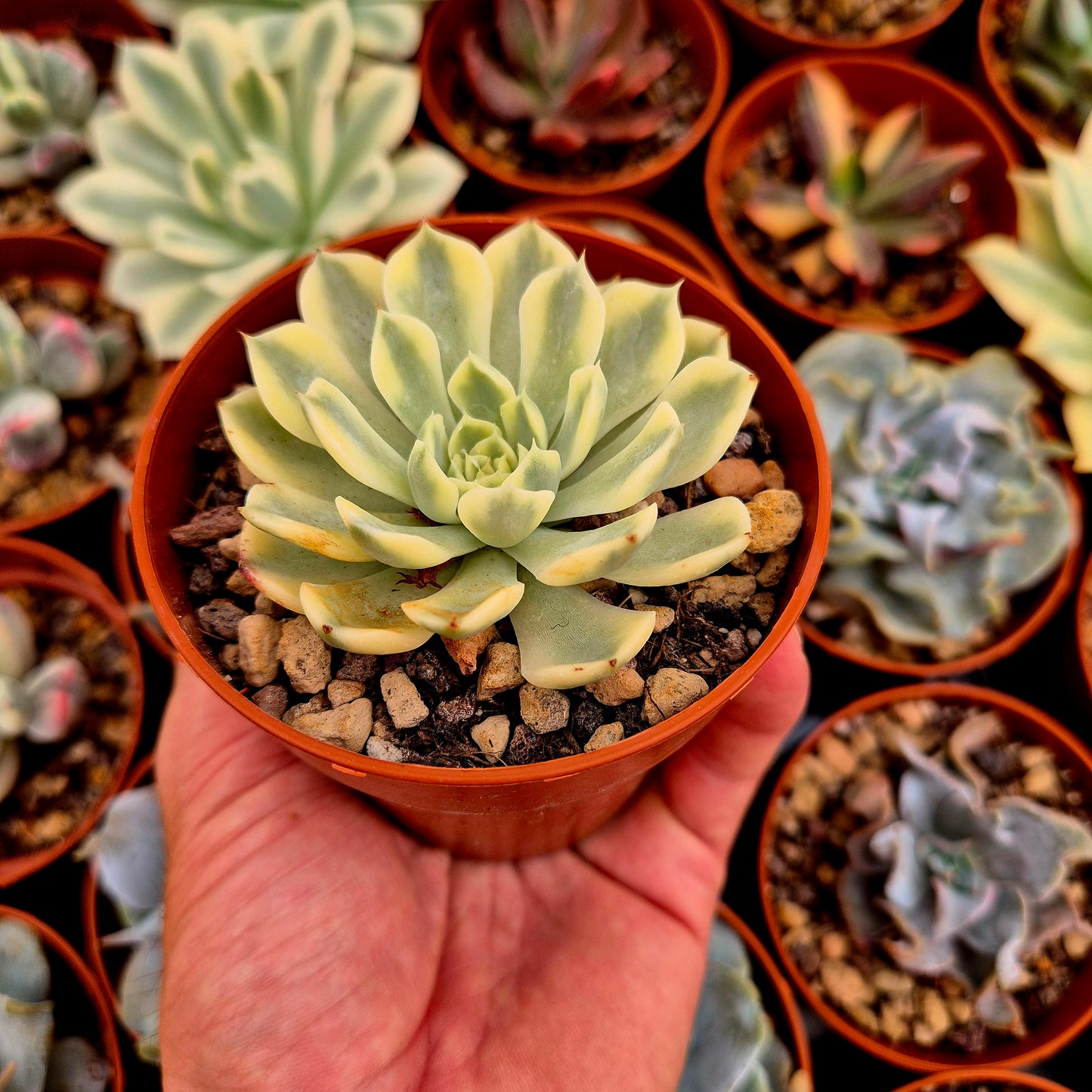 <tc>Echeveria "Sarahime Boitan"</tc> panaschiert