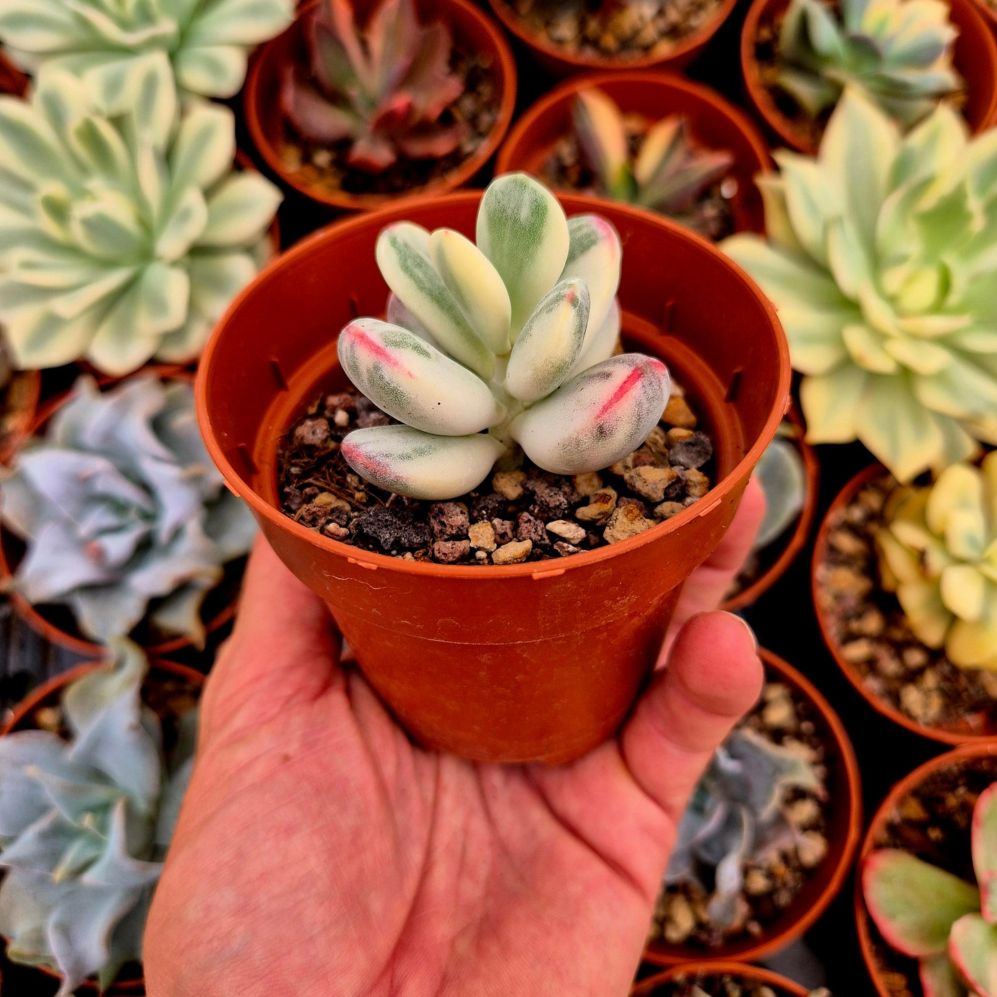 Cotyledon orbiculata var oophila variegado