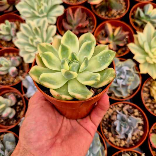 Echeveria "Alba Beauty" variegada