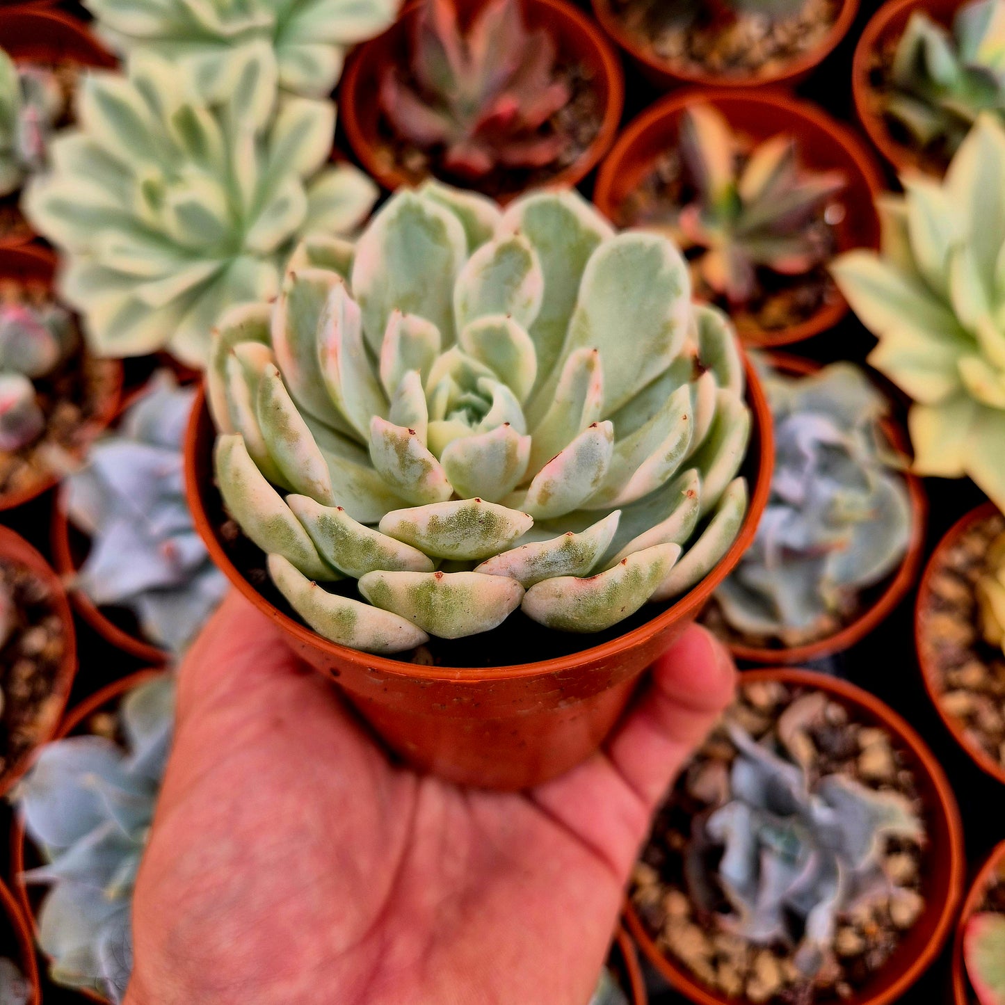 <tc>Echeveria elegans</tc> variegated
