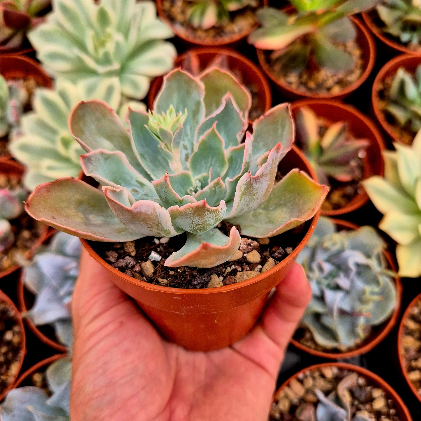Echeveria "Nebula"