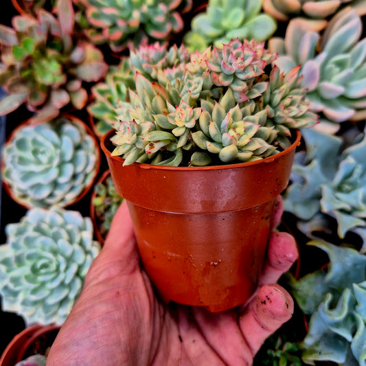 Echeveria "Mebina" variegada