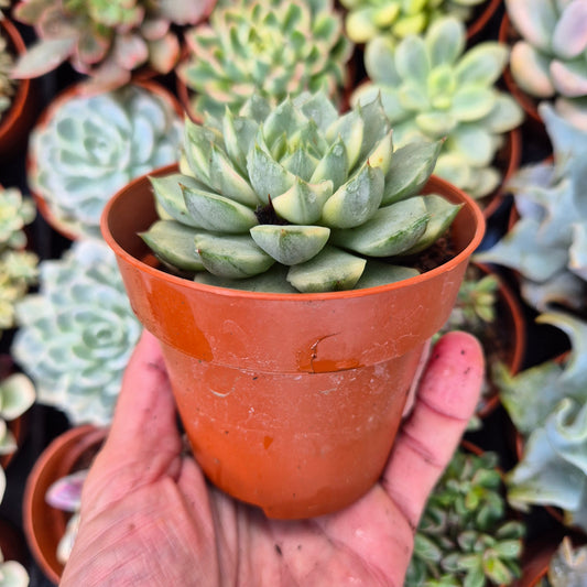 Echeveria "Fabiola" variegada
