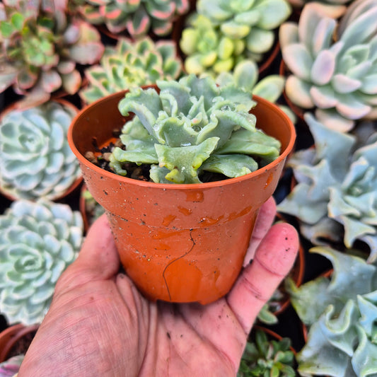 Echeveria "Ballet Girls"