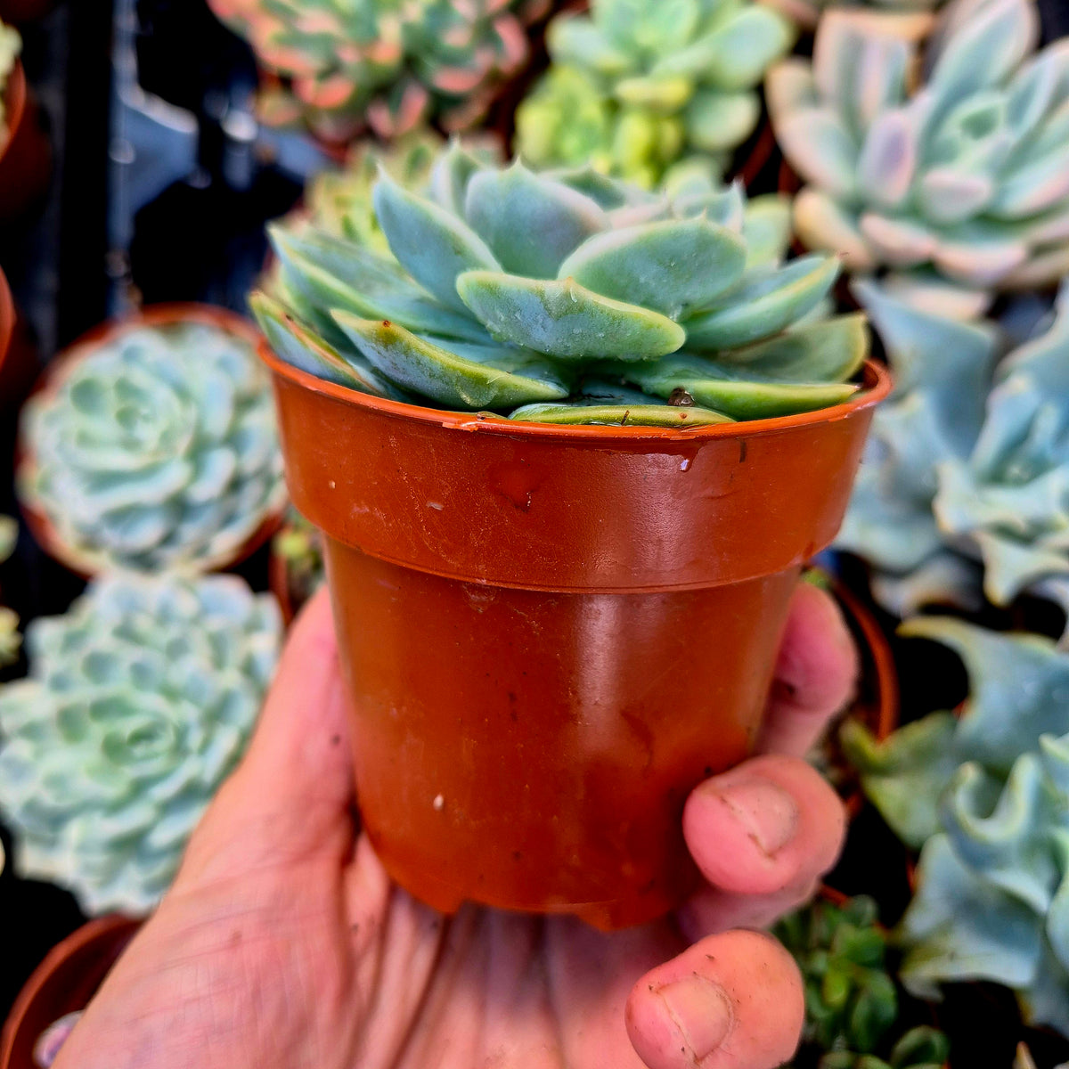 <tc>Echeveria "Blue Surprise"</tc> <tc>panachée</tc>