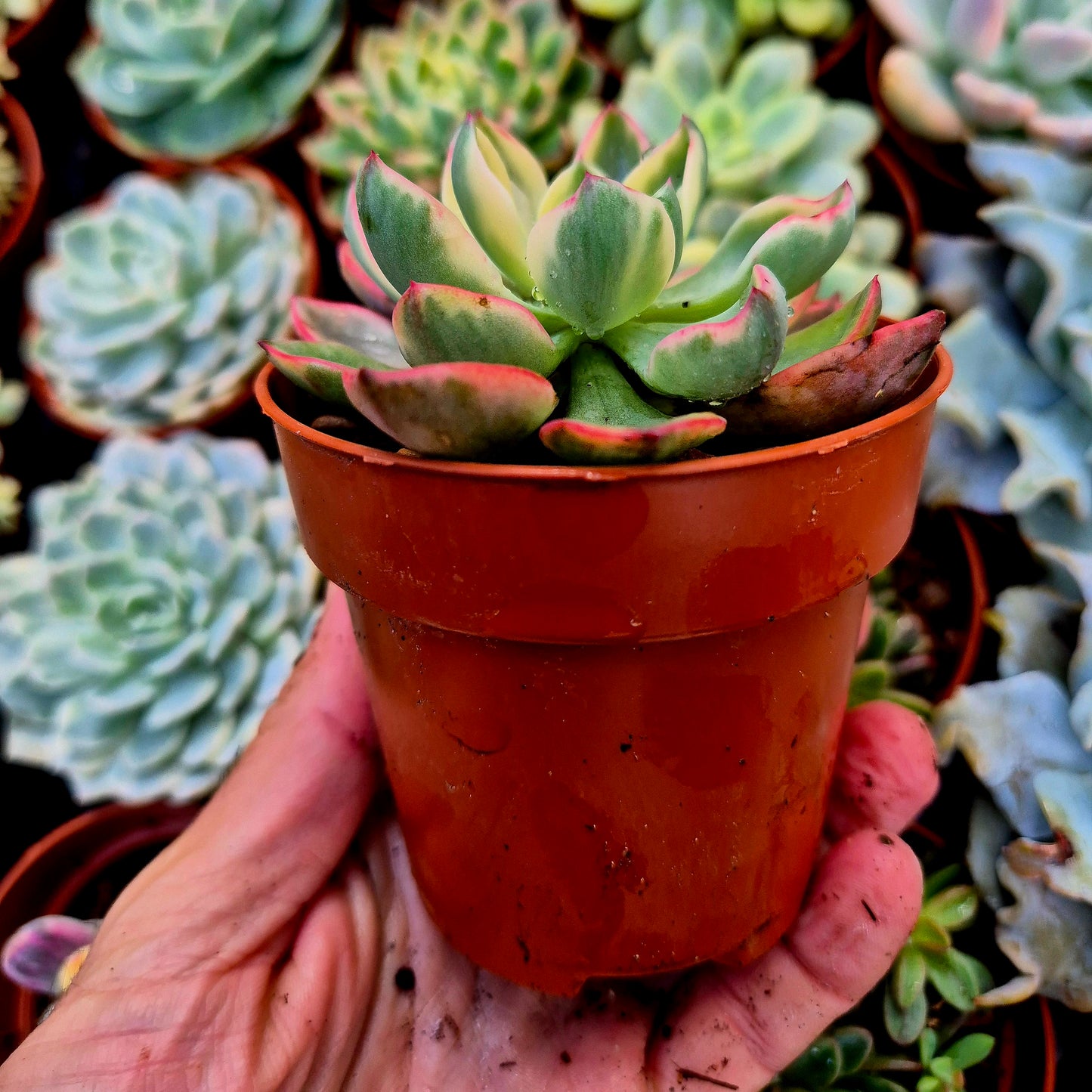 <tc>Echeveria "Raindrops" panaschiert</tc>