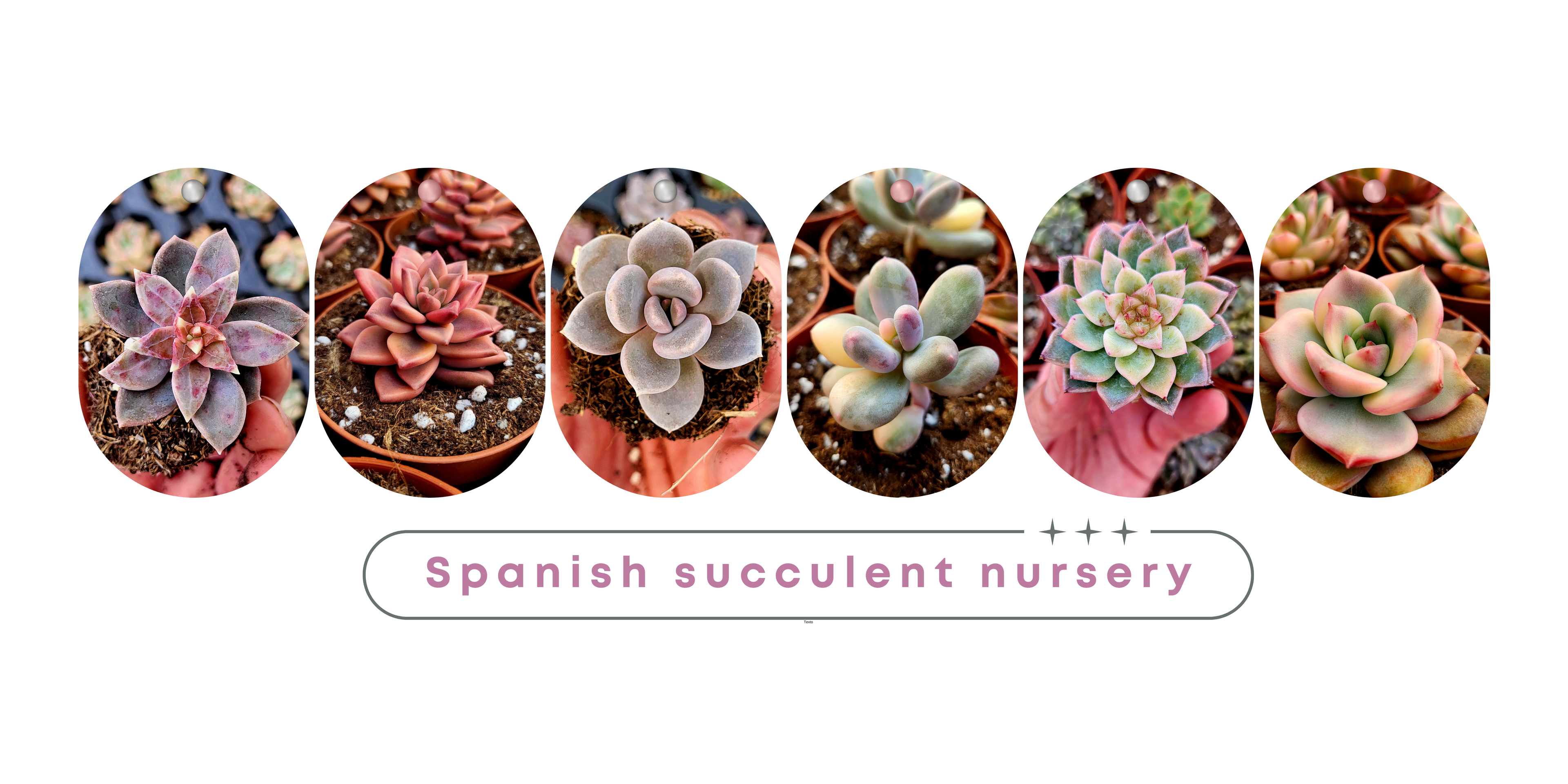 Vivero español de suculentas con una selección de echeverias y suculentas variegadas. Compra suculentas online al por mayor e importaciones de variedades exclusivas