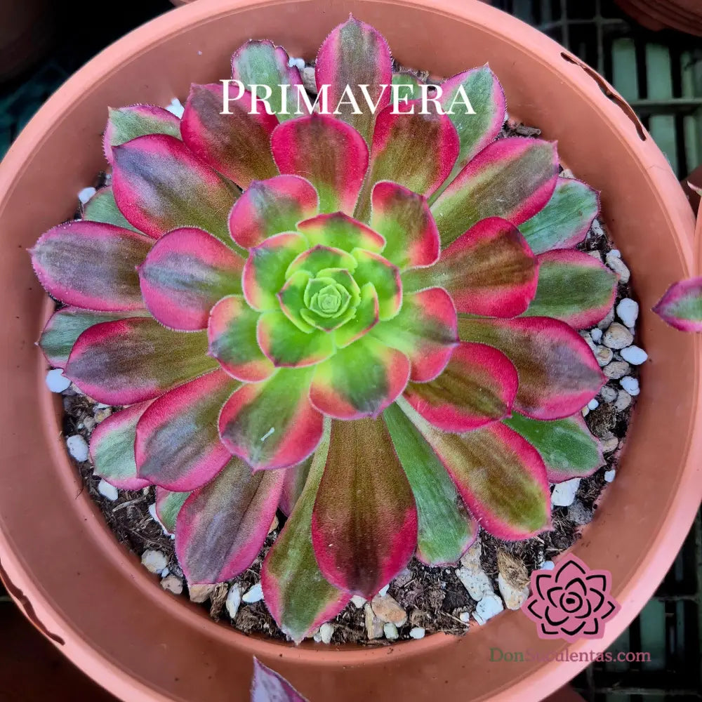 Aeonium ’Anna’ variegado