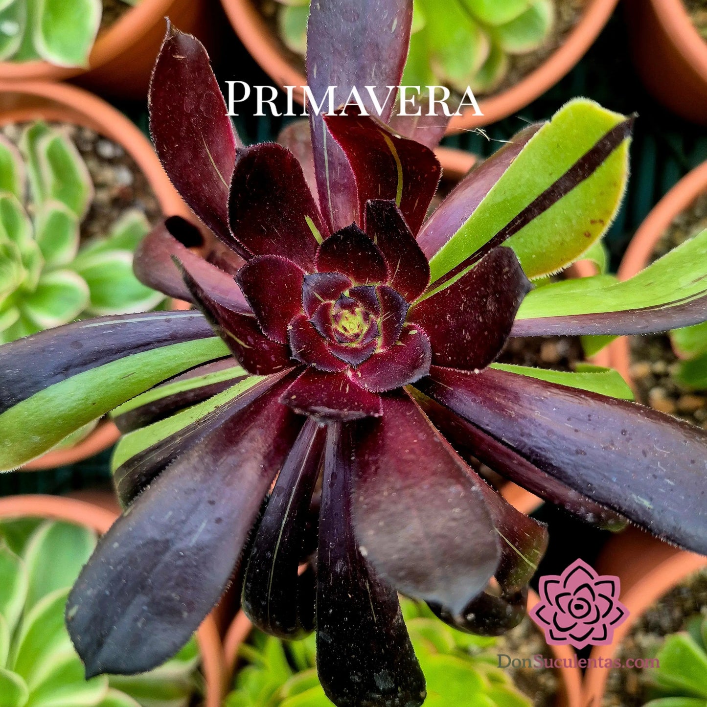 Aeonium ’Big Bang’ variegado