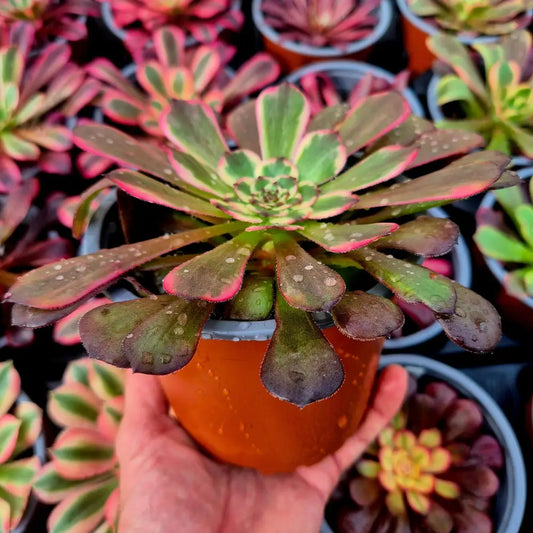 Aeonium ’Black King Kong’ variegado